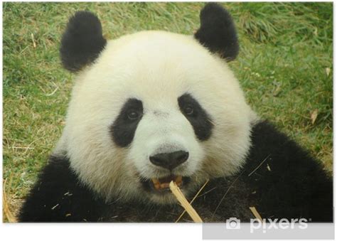 Plakát Portrét Obří Medvěd Panda Jíst Bambus Čína Pixerscz