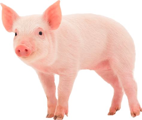 Pig Png 10 Free Cliparts Download Images On Clipground 2021