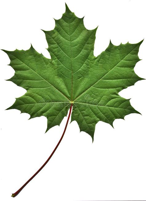 Green Maple Leaf Close Up Of A Perfect Green Maple Leaf Isolated On