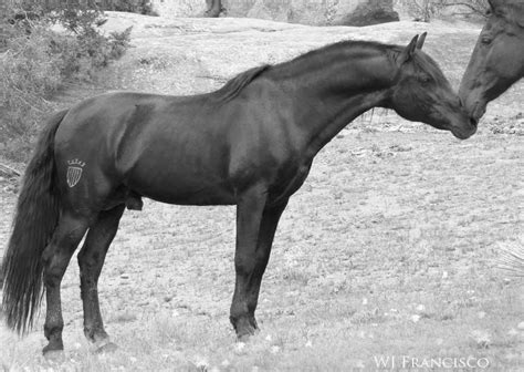 Dove A Black Andalusian Stallion Kissing Bo Dove Is Owned And