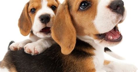 15 Best Small Dog Breeds for Indoor Pets ...