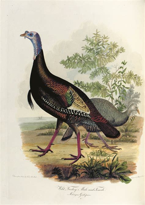 bonaparte charles lucien 1803 1857 american ornithology or the natural history of birds