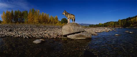 Wolf Standing On A Rock Photograph By Panoramic Images Fine Art America