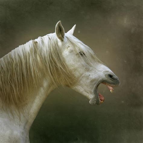 White Horse Yawning Photograph By Christiana Stawski Fine Art America