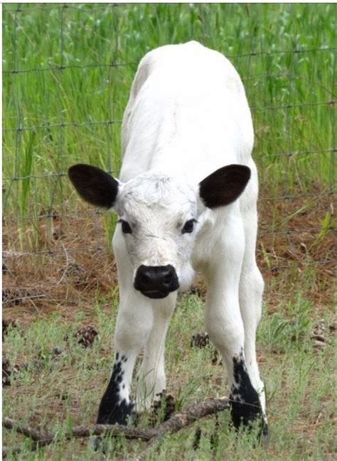 Cute Calf 🐄 Farm Animals Pictures Cute Cows Cute Animals