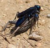 Pictures of Cricket Wasp