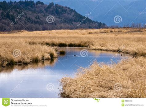Columbia Gorge View Water Grass Trees Ducks Stock Photo Image Of