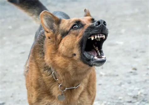 What You Should Know About German Shepherd Teeth Facts And Advice