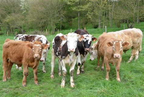 Photographie d'un troupeau de jeunes vaches.