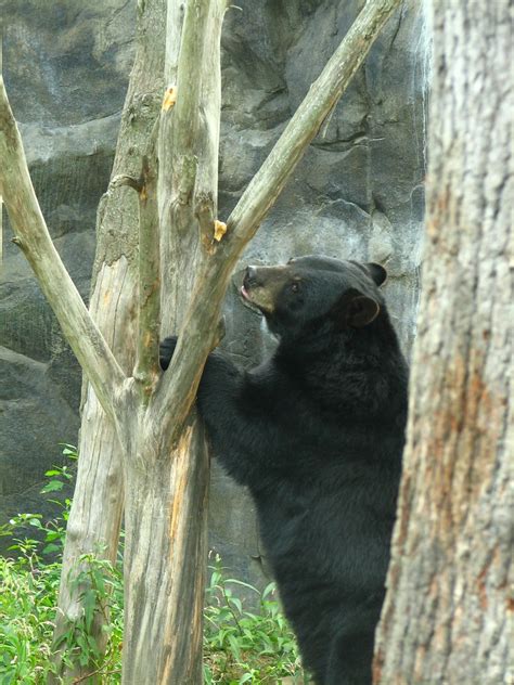 A Black Bear At Buttonwood Park Zoo Stretches For Peanut Flickr