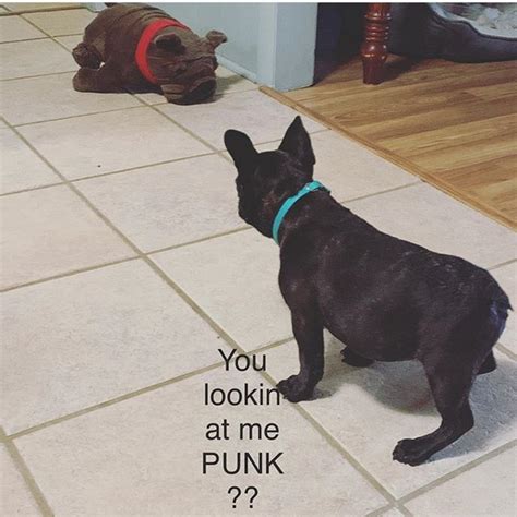 15 Funny French Bulldog Memes That Will Make You Laugh Page 2 Of 4