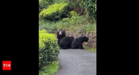 Bear Charges Towards A Rider In Viral Video Times Of India