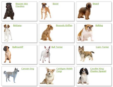 All List Of Different Dogs Breeds Dog Breeds List With Picture