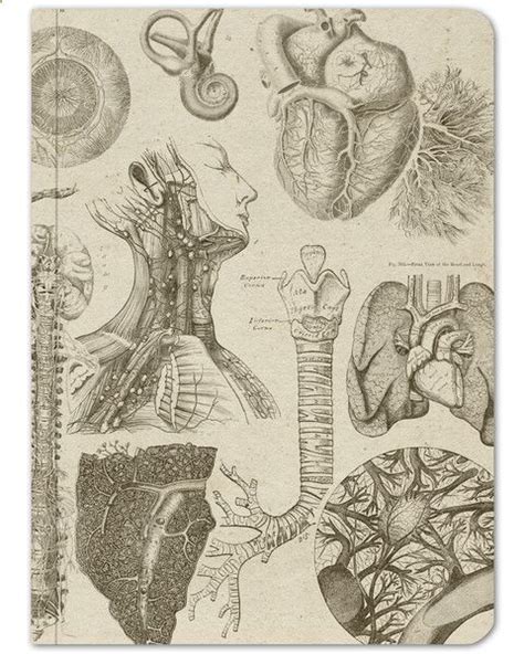 Human Anatomy Softcover Notebook Cognitive Surplus Arte De Anatomía
