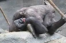 mating gorilla