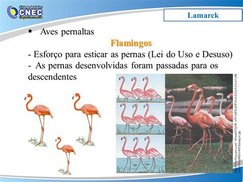 O Que é A Lei Do Uso E Desuso