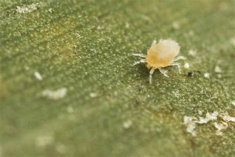 Soil Mites Identify And Get Rid Of Them Guy About Home