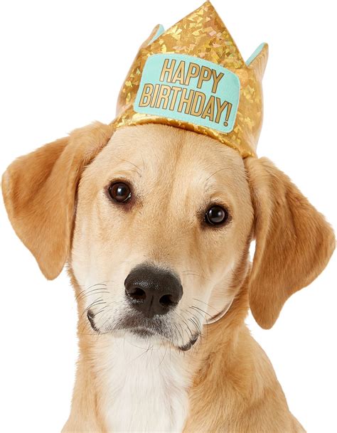 Frisco Happy Birthday Dog And Cat Crown Mediumlarge