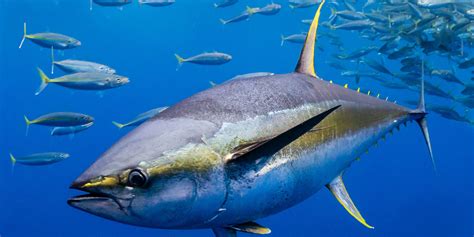 DÍa Mundial Del AtÚn Conozca 5 Razones Para Consumirlo World Tuna