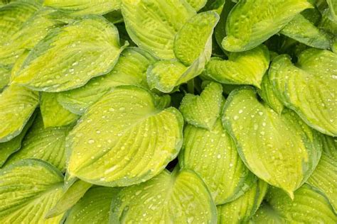 Guacamole Hosta 🌱 🥑 🌿 Discover The Joy Of Growing This Vibrant Variety