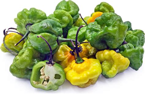 Wikipedia article about scotch bonnet chile on wikipedia. Scotch Bonnets Chile Peppers Information, Recipes and Facts