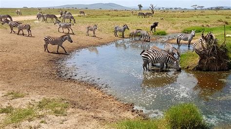 African Savanna Watering Hole A Pictures Of Hole 2018