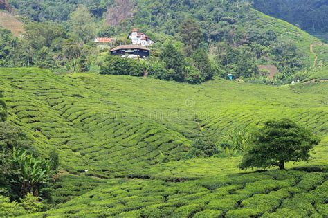 Free for commercial use no attribution required high quality images. Tea Plantation stock photo. Image of house, cameron, hightland - 63169450