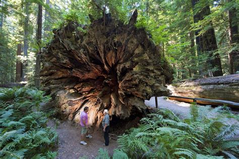 Fotos And Videos Redwood National Park Amerikanl