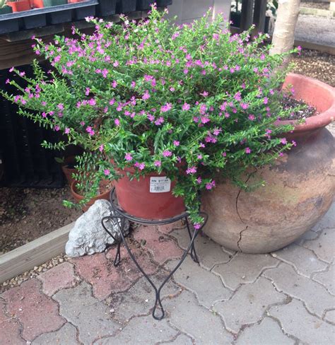 Mexican Heather Cuphea In Container Lawn And Landscape House