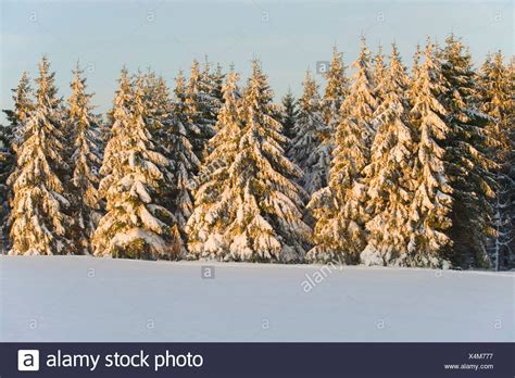 Norway Spruce Snow Stock Photos And Norway Spruce Snow Stock Images Alamy