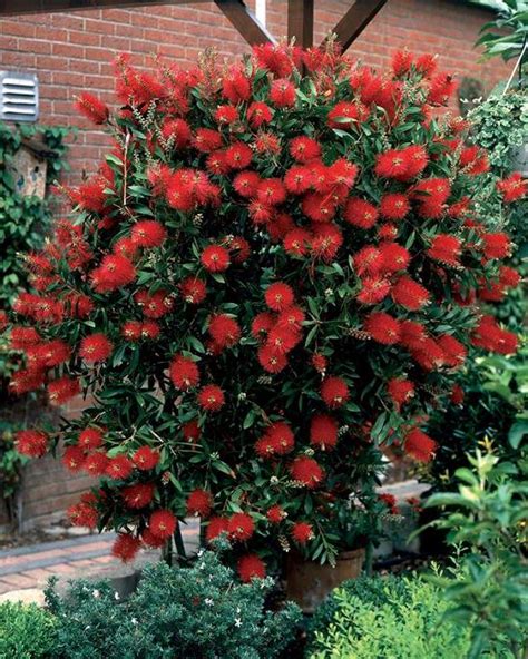 17 Best Red Plants In Florida With Pictures Balcony
