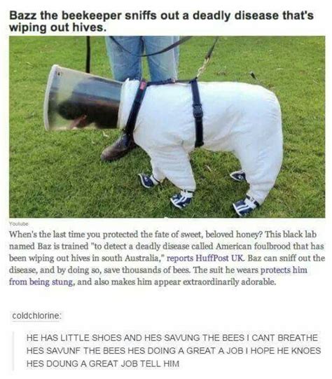 You have found the rare meme about dio's dad. Bee disease sniffing dog is doing a great job - tumblr | Animal memes, Funny animals, Cute animals