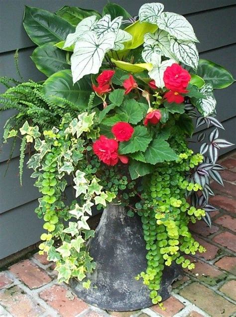Full Shade Container Container Gardening Flowers Beautiful Flowers