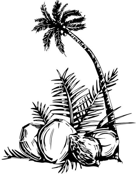 Coconut Tree Vector Plant Free Vector Free Download