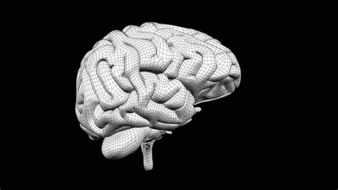 Looping Xray Brain With Alpha Matte Isolated Stock Footage Video