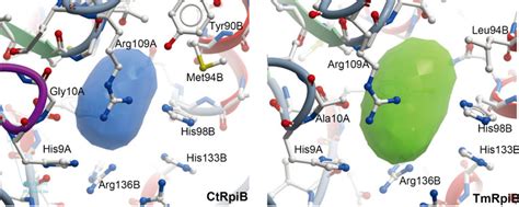 Comparison Of Substrate Binding Pocket Between CtRpi And TmRpi