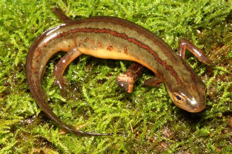 What You Should Know About Amphibians The Whisker Chronicles