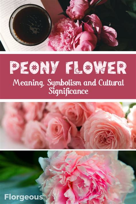 Peony Flower Meaning Symbolism And Cultural Significance Peony Flower