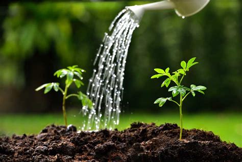 Watering Your Seeds And Seedlings El Gardener