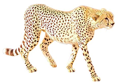 Cheetah clipart transparent background, Cheetah ...