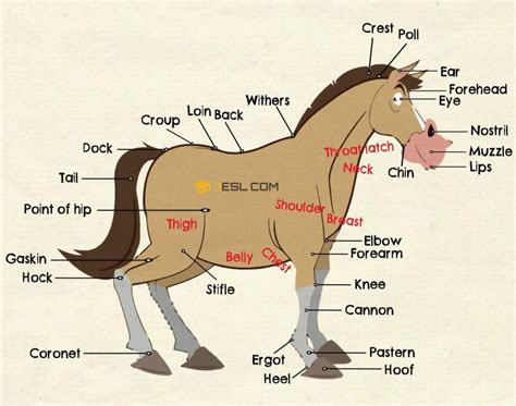 Parts Of A Horse Useful Horse Anatomy With Pictures 7esl