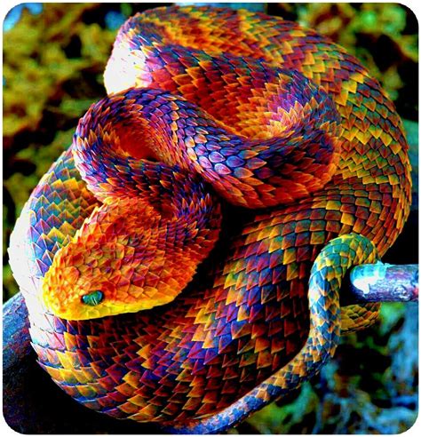 Colourful Poisonous Snakes Beautiful Snakes Snake