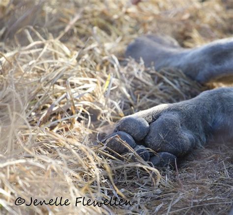Ngala Reservespotted Hyenapawap7v2249 Jflewellen Flickr