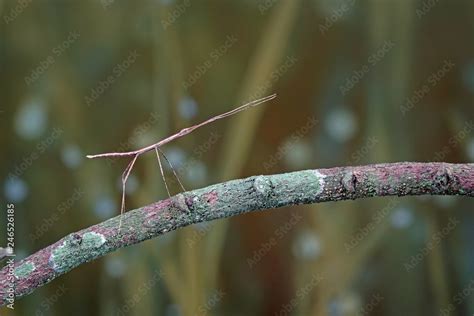 Walking Stick Insect Or Phasmids Phasmatodea Or Phasmatoptera Also