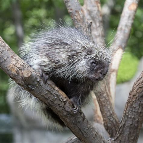 Porcupine Up A Tree Eating Bark Stock Image Image Of Eating Winter