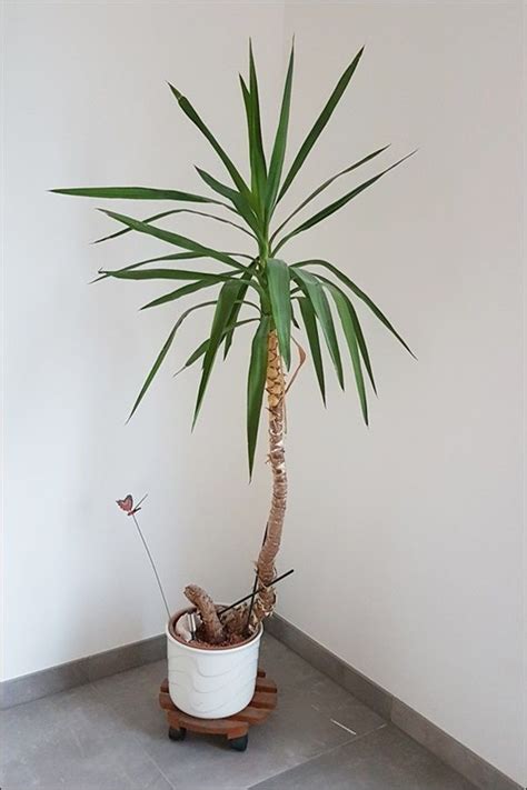 Sie wird bis zu 80 zentimeter hoch und etwa ebenso breit. Yucca Palme vermehren! Trau dich sie zu schneiden! | Yucca ...