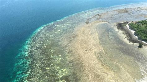 Great Barrier Reef Coral Bleaching ‘extreme Says Queensland