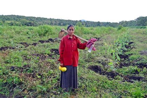 Farm Woman Harvest India Crop Field Regeneration International