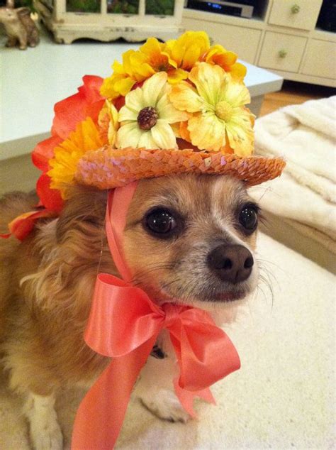 Beautiful Handcrafted Hayleys Hat For Small Dogs By