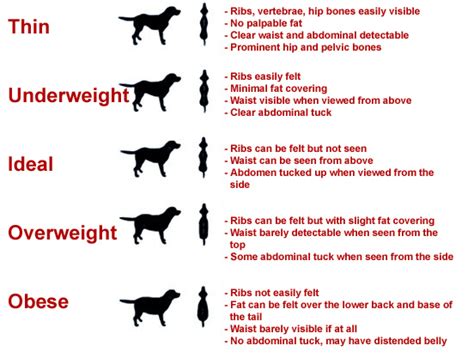 How Do I Tell If My Dog Is Overweight
